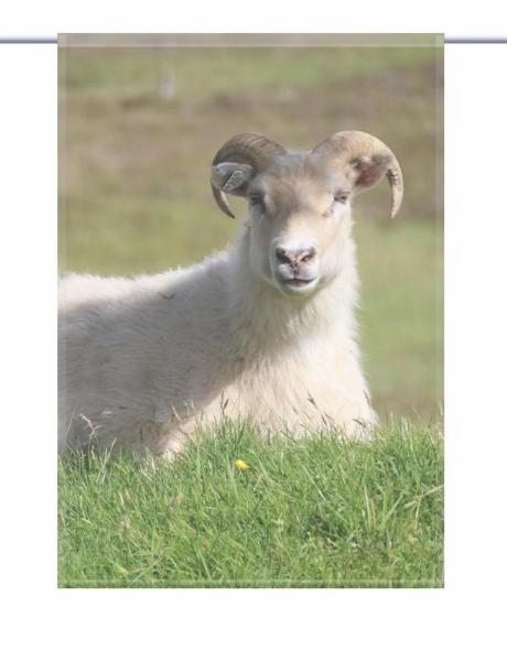 Scheibenhänger Island Schafe rechteckig